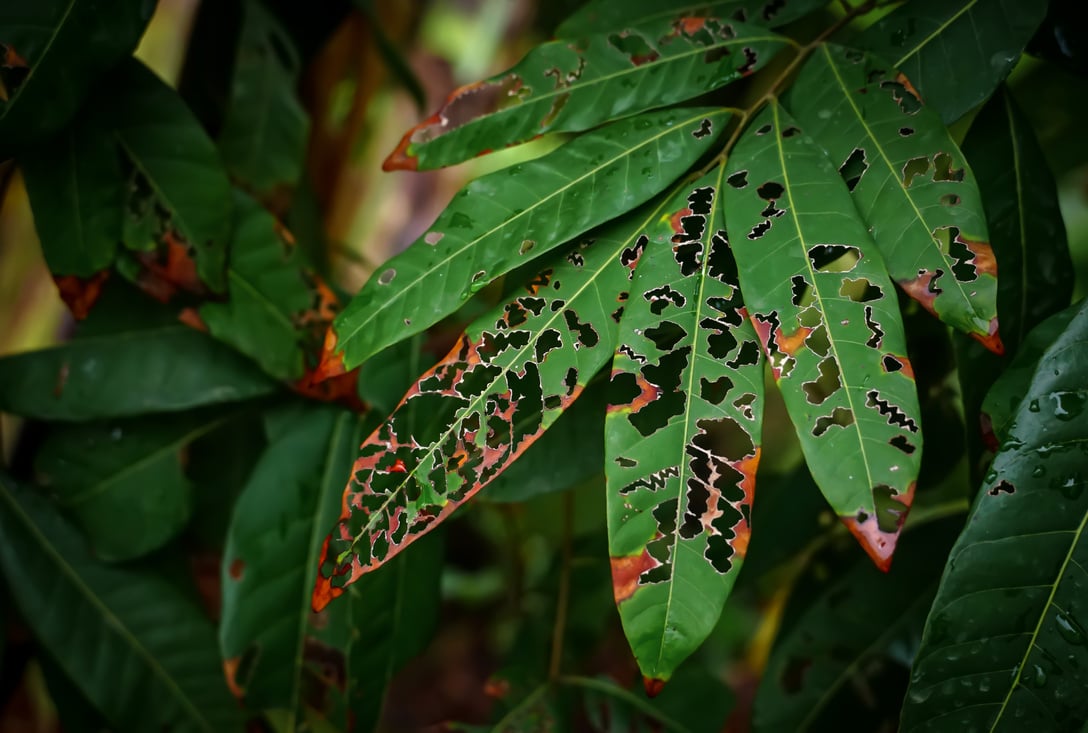 Plant disease, leaf rust on mango.