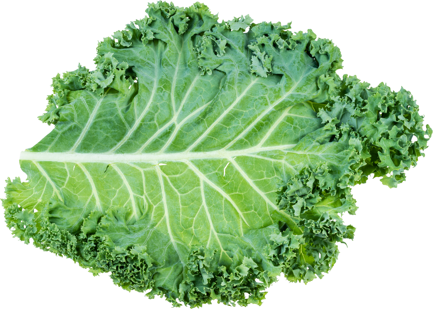 Single Leaf of Curly-Leaf Kale Isolated