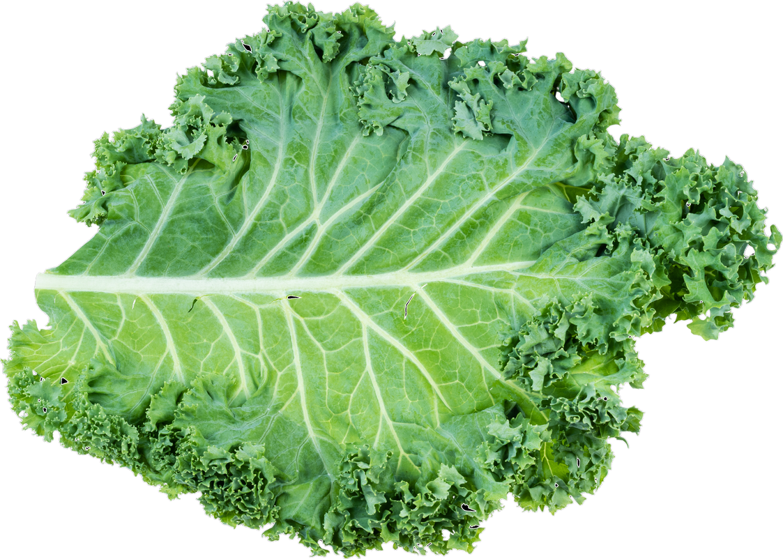 Single Leaf of Curly-Leaf Kale Isolated
