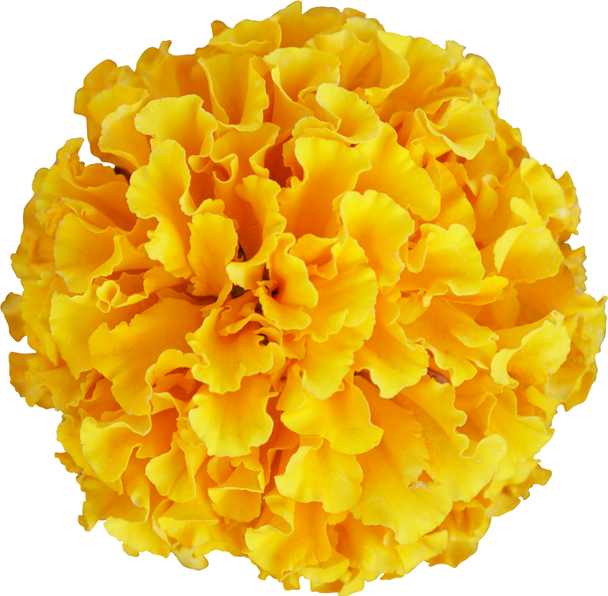 Marigold Flower Cutout 