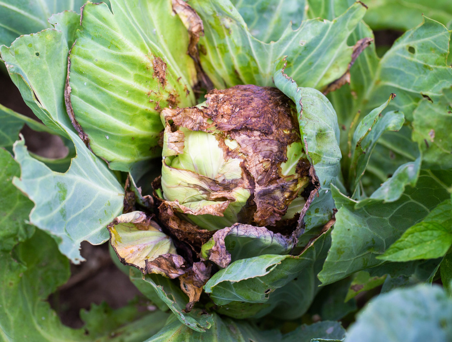 Rotting head of cabbage in the garden. Bacterial and fungal infections of cabbage, gray and white rot. Mucous bacteriosis, close-up