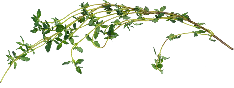 Fresh Thyme Twig 