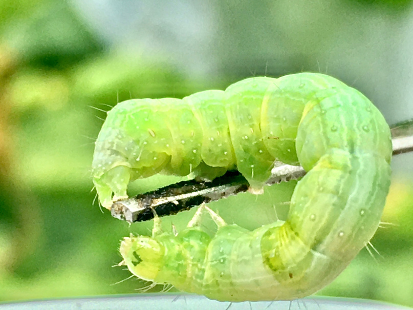 green cabbage looper / trichoplusia ni