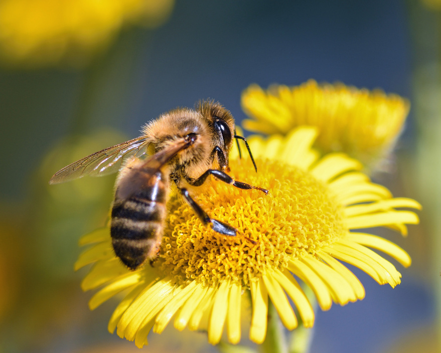 Bee on a Flower